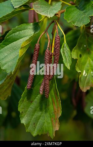 Gesprenkelte Erlen verbreiten ihren Samen durch kegelförmige Strukturen. Stockfoto