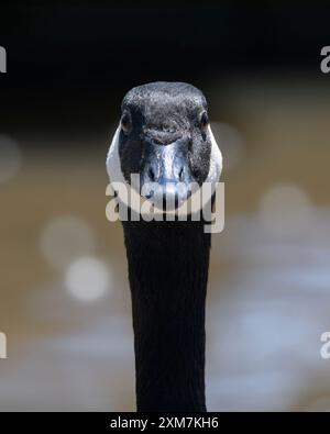 Nahaufnahme der Kanadischen Gans (Branta canadensis), manchmal auch Kanadische Gans genannt, mit Bokeh im Hintergrund Stockfoto