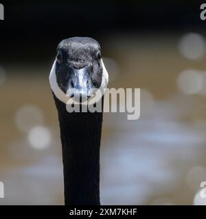 Nahaufnahme der Kanadischen Gans (Branta canadensis), manchmal auch Kanadische Gans genannt, mit Bokeh im Hintergrund Stockfoto