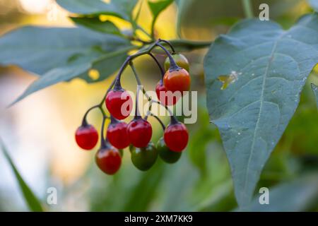 Rote Beeren mit holziger Nachtschattierung, auch bekannt als bittersüß, Solanum dulcamara gesehen im August. Stockfoto