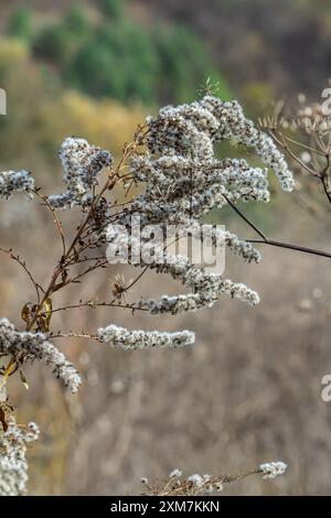 Samen mit Blasbällchen aus goldenem Stab - Solidago canadensis Wildpflanze im Herbst. Stockfoto