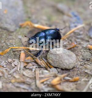 Ein auffälliger Dor-Käfer (Geotrupes stercorarius), der im Licht blau oder violett leuchtet. Stockfoto