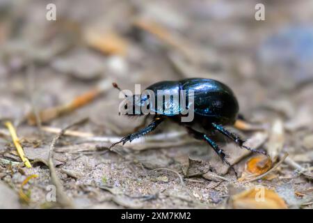 Ein auffälliger Dor-Käfer (Geotrupes stercorarius), der im Licht blau oder violett leuchtet. Stockfoto