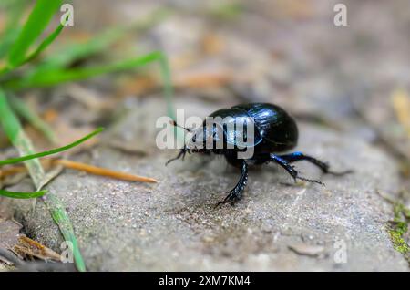 Ein auffälliger Dor-Käfer (Geotrupes stercorarius), der im Licht blau oder violett leuchtet. Stockfoto