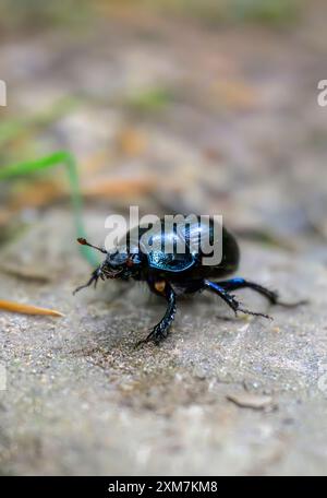 Ein auffälliger Dor-Käfer (Geotrupes stercorarius), der im Licht blau oder violett leuchtet. Stockfoto