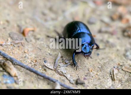 Ein auffälliger Dor-Käfer (Geotrupes stercorarius), der im Licht blau oder violett leuchtet. Stockfoto