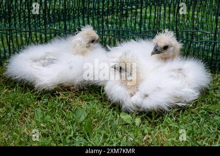 Drei Moroseta-Küken auf dem Gras in einem Geflügelgehege. Diese starke Rasse ist einzigartig, bekannt für extravagantes Aussehen, schwarze Haut und flauschige Seide Stockfoto