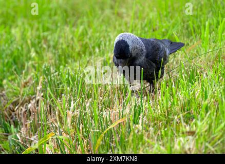 Jackdaw sucht Nahrung für Insekten im Gras, Großbritannien Stockfoto