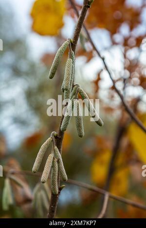 Hazelkatzen im Frühjahr. Die Haselnussblüten hängen als Vorboten des Frühlings an einem Haselnussstrauch. Haselnussohrringe an einem Baum gegen einen blauen Herbst Stockfoto