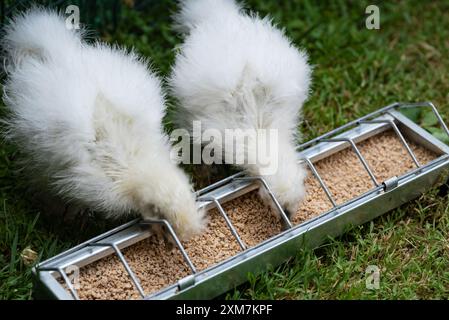 Zwei Moroseta-Küken essen Kleie auf einem Garten. Diese starke Rasse ist einzigartig und bekannt für ihr extravagantes Aussehen, ihre schwarze Haut und ihre flauschige Seide Stockfoto