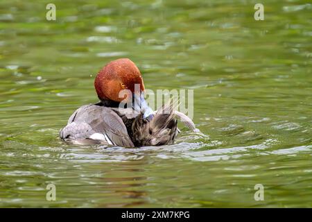 Männliche Rothaarige Entenpräening Stockfoto