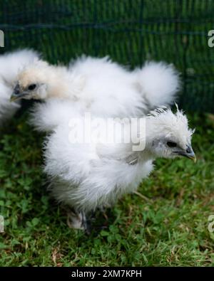 Zwei Moroseta-Küken auf dem Gras in einem Geflügelgehege. Diese starke Rasse ist einzigartig und bekannt für ihr extravagantes Aussehen, ihre schwarze Haut und ihre flauschige Seide Stockfoto