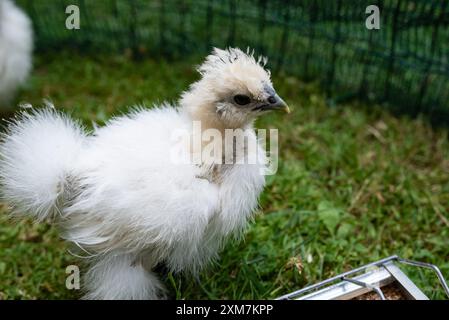 Ein Moroseta-Küken auf dem Gras. Diese starke Rasse ist einzigartig, bekannt für extravagantes Aussehen, schwarze Haut und flauschiges, seidiges Gefieder. Es hat einen Extremwert Stockfoto