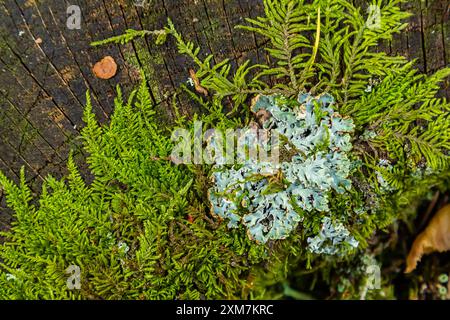 Nahaufnahme von Flechten Hypogymnia physodes an einem alten Baumzweig. Stockfoto