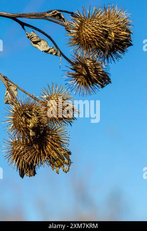 Arctium lappa, kleine Klette mit Trockensaatköpfen. Arctium minus, Herbst auf der Wiese mit getrockneten Blumen, Klette, gemeinhin als große Klette bezeichnet, essbar Stockfoto