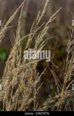 Blütenstände von Holzkleinrippen Calamagrostis epigejos auf einer Wiese. Stockfoto