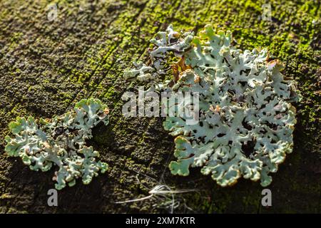 Nahaufnahme von Flechten Hypogymnia physodes an einem alten Baumzweig. Stockfoto