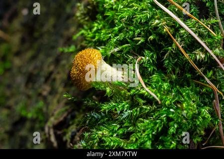 Pilze von Honigpilzen aus der Nähe auf dunklem Hintergrund wachsen im Wald. Stockfoto