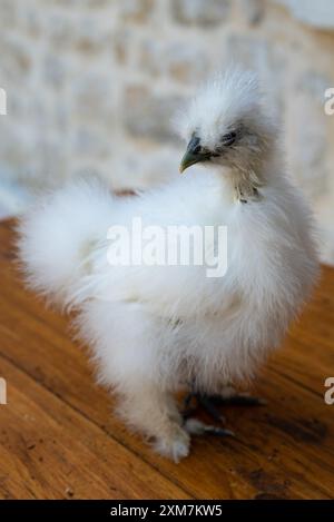 Eine weiße Moroseta-Küken auf einem rauen Holztisch auf einer Farm. Diese starke Rasse ist einzigartig, bekannt für extravagantes Aussehen, schwarze Haut und flauschige Seide Stockfoto