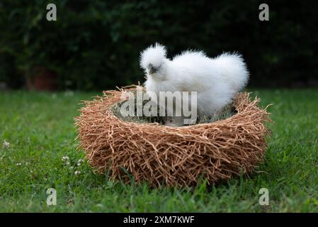 Ein weißes Moroseta-Küken in einem Nest wie ein Korb in einem Bauerngarten. Diese starke Rasse ist einzigartig, bekannt für extravagantes Aussehen, schwarze Haut und fl Stockfoto