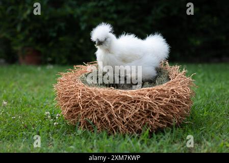 Ein weißes Moroseta-Küken in einem Nest wie ein Korb in einem Bauerngarten. Diese starke Rasse ist einzigartig, bekannt für extravagantes Aussehen, schwarze Haut und fl Stockfoto