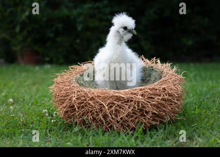 Ein weißes Moroseta-Küken in einem Nest wie ein Korb in einem Bauerngarten. Diese starke Rasse ist einzigartig, bekannt für extravagantes Aussehen, schwarze Haut und fl Stockfoto