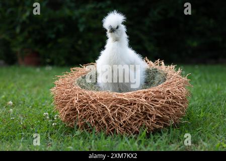 Ein weißes Moroseta-Küken in einem Nest wie ein Korb in einem Bauerngarten. Diese starke Rasse ist einzigartig, bekannt für extravagantes Aussehen, schwarze Haut und fl Stockfoto