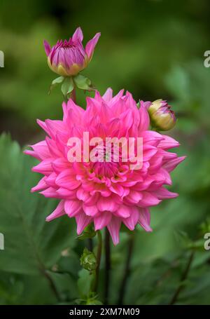 Nahaufnahme Makrobild der wunderschönen, hellrosa blühenden Dahlia namens Dahlia Rose mit diffusem Hintergrund Stockfoto