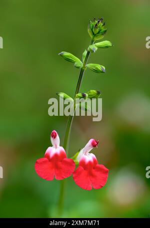Salvia Hotlips mit seinen schönen roten und weißen Blumen im Sommer Stockfoto