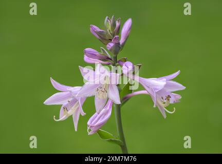 Schöne lila Blüten der Hosta-Pflanze Stockfoto
