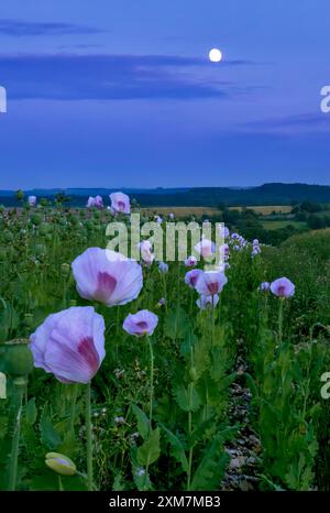 Blassrosa Opium Mohnfeld in der Salisbury Plain voller Mohnköpfe und spät blühenden Mohnblumen, aufgenommen in der blauen Stunde mit aufsteigendem Mond Stockfoto