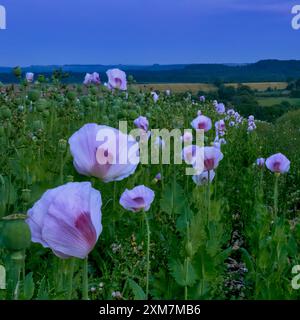 Pale Pink Opium Mohnfeld in der Salisbury Plain voller Mohnköpfe und spät blühenden Mohnblumen, aufgenommen in der blauen Stunde Stockfoto