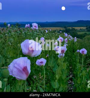 Blassrosa Opium Mohnfeld in der Salisbury Plain voller Mohnköpfe und spät blühenden Mohnblumen, aufgenommen in der blauen Stunde mit aufsteigendem Mond Stockfoto