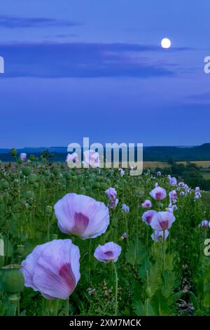 Blassrosa Opium Mohnfeld in der Salisbury Plain voller Mohnköpfe und spät blühenden Mohnblumen, aufgenommen in der blauen Stunde mit aufsteigendem Mond Stockfoto