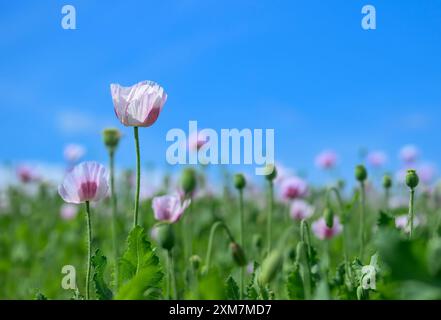 Wunderschöner blassweißer und rosafarbener Opiummohn, der hoch vor einem schönen sommerblauen Himmel steht Stockfoto