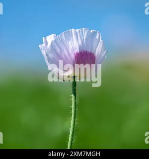 Wunderschöner blassweißer und rosafarbener Opiummohn, der hoch vor einem schönen sommerblauen Himmel steht Stockfoto