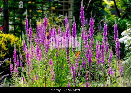 Lythrum salicaria, Lythrum salicaria var. Gracile, lila Loosestrife, Lythraceae, lila Lythrum. Violette Türme in voller Blüte. Stockfoto