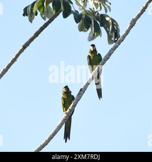 Ein Paar Goldener Ara (Primolius auricollis), der auf einem Ast sitzt Stockfoto