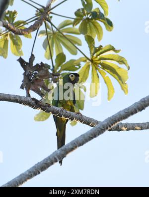 Goldaras (Primolius auricollis) mit charakteristischem goldgelbem Kragen am Hinterhals Stockfoto