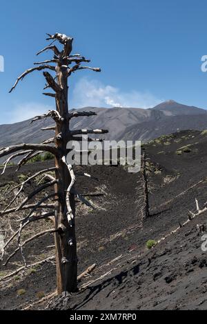 Tote Bäume, die von heißer Lava getötet, aber nicht vollständig verbrannt wurden, stehen in einem alten Lavastrom auf dem Ätna, Sizilien, Italien Stockfoto