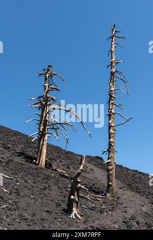 Tote Bäume, die von heißer Lava getötet, aber nicht vollständig verbrannt wurden, stehen in einem alten Lavastrom auf dem Ätna, Sizilien, Italien Stockfoto