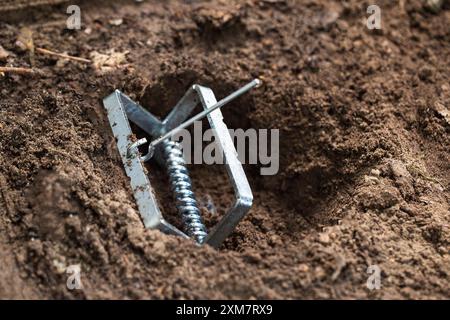 Installation einer Maulwurfffalle auf einem Gartengrundstück in einem Maulwurfloch Stockfoto