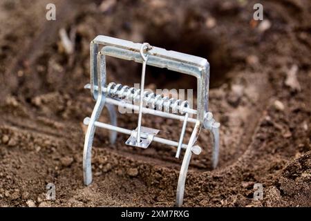 Maulwurfffalle ist eine Falle, um einen Maulwurf in einem Loch im Boden zu fangen. Schaden durch einen Maulwurf auf einem Gartengrundstück Stockfoto