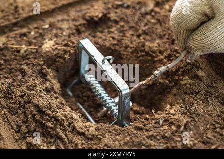 Überprüfen und Installieren einer Maulwurfffalle in einem Maulwurfloch im Garten. Schäden und Löcher durch Maulwürfe im Land Stockfoto