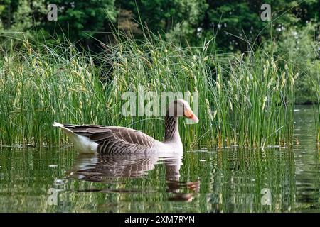 Graylag Goose auf Birnie Loch Schottland Stockfoto