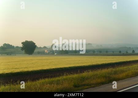 Ein Feld aus grünem Gras erstreckt sich vor einem trüben Morgenhimmel, mit Bäumen in der Ferne, die in Nebel gehüllt sind. Stockfoto