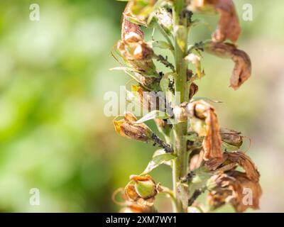 Schädlinge Parasiten Insekten Schwarze Blattläuse auf einem verwelkten Farbstamm. Schädlings- und Schädlingsbekämpfung im Land. Stockfoto