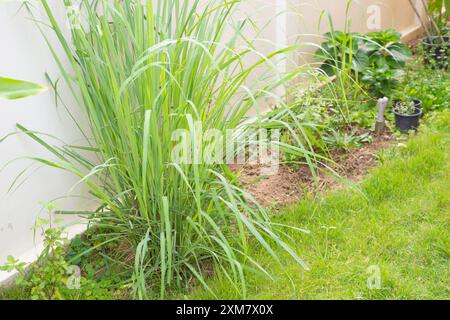 Zitronengraspflanze und Blätter im Bio-Garten Stockfoto