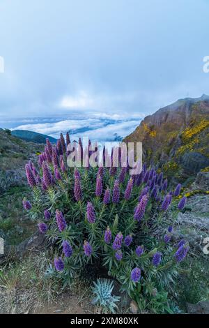 Pico do Arieiro. Berge und Blauer Stolz der Madeira Blumen. Cloud-Inversion. Portugal Stockfoto