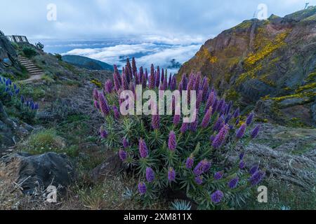 Pico do Arieiro. Berge und Blauer Stolz der Madeira Blumen. Cloud-Inversion. Portugal Stockfoto